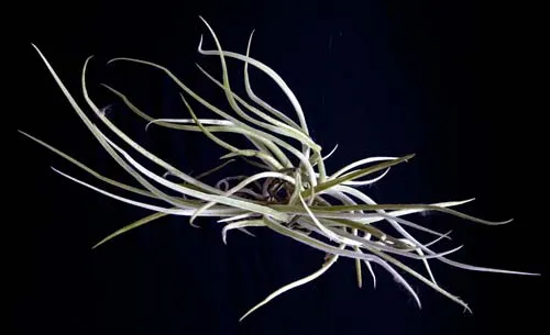 Tillandsia caliginosa