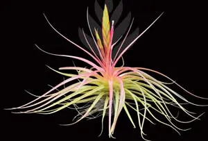 Tillandsia concolor