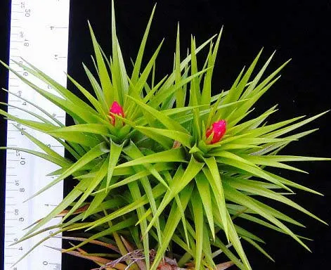 Tillandsia montana
