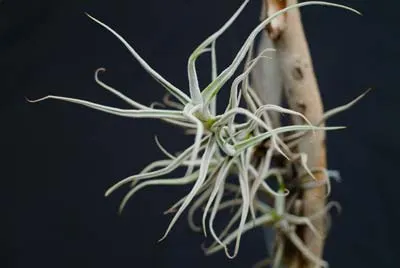Tillandsia paleacea
