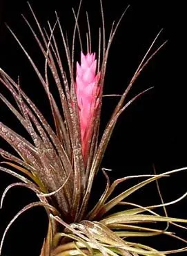 Tillandsia tenuifolia 'Bronze Giant'
