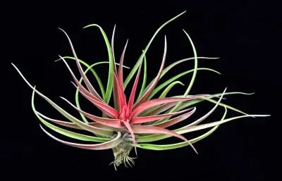 Tillandsia velutina