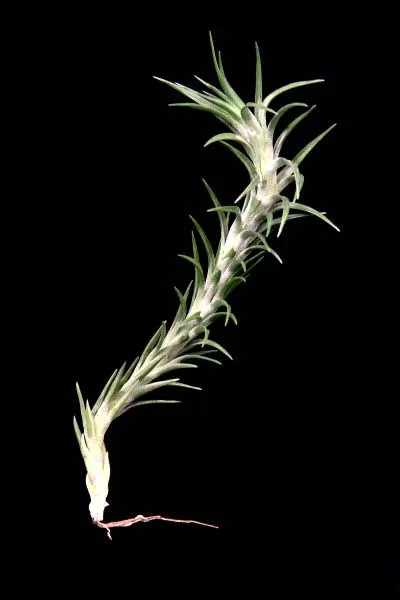 Tillandsia araujei (open form)