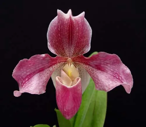 Paphiopedilum Aladin