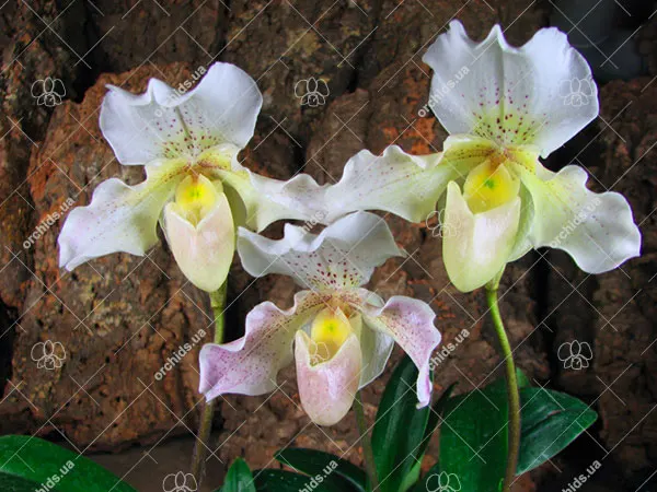 Paphiopedilum Rosy Dawn