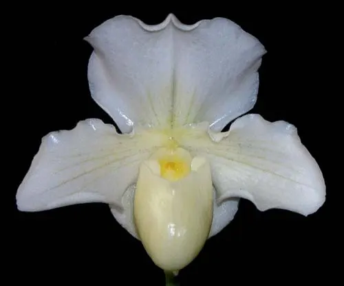 Paphiopedilum Whitemoore 'Norriton'
