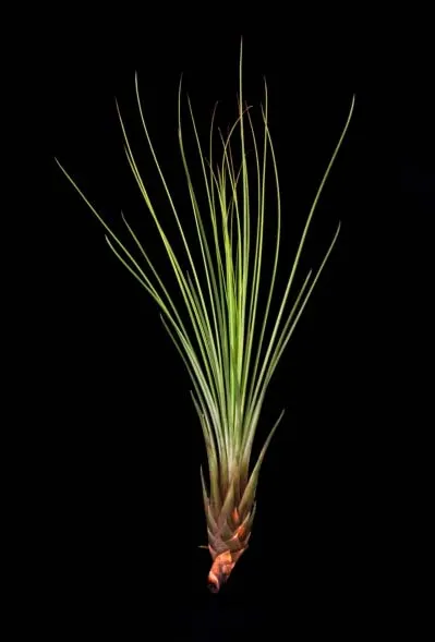 Tillandsia juncea red-green