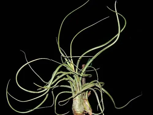 Tillandsia pseudobaileyi