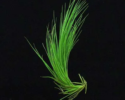 Tillandsia seideliana