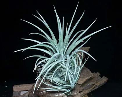 Tillandsia utriculata var. prengelii