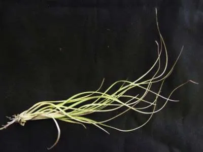 Tillandsia x Floridiana