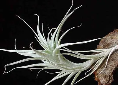 Tillandsia albida
