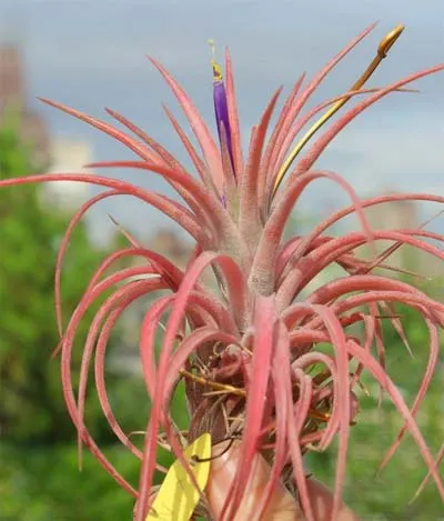 Tillandsia x Victoria