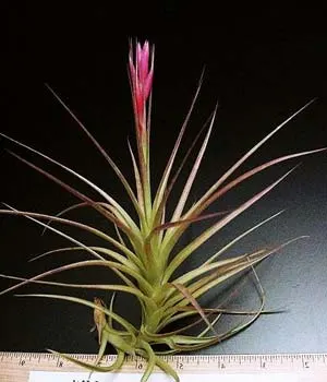Tillandsia aeranthos hybrid 'Giant'