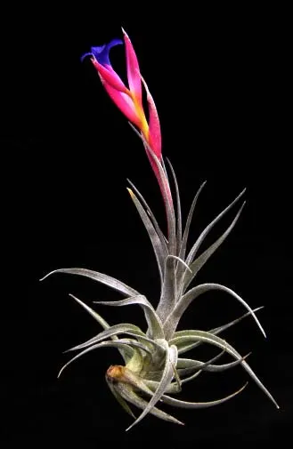 Tillandsia aeranthos 'Mini Purple'