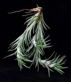 Tillandsia araujei (closed form)