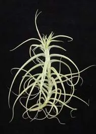 Tillandsia arhiza (giant form)