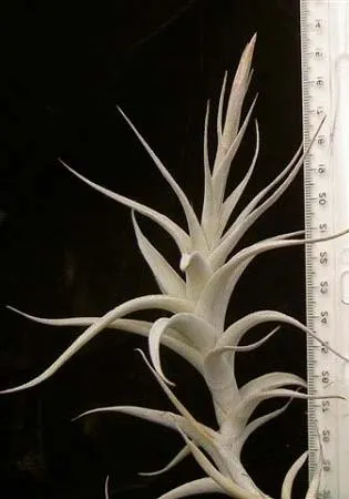 Tillandsia bergeri hybrid 'Giant'