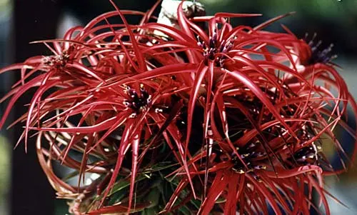 Tillandsia brachycaulos 'Giant Pink'