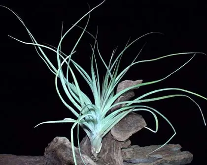 Tillandsia brachycaulos x schiedeana