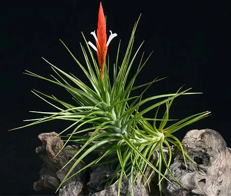 Tillandsia caulescens (large)