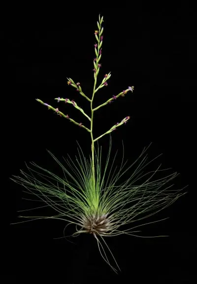 Tillandsia filifolia