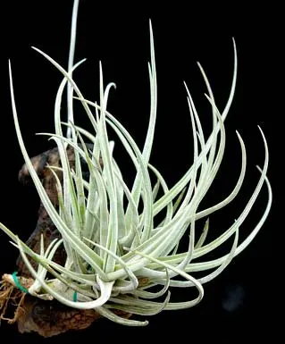 Tillandsia glabrior