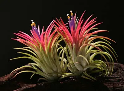 Tillandsia ionantha fuego