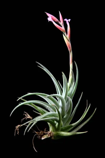 Tillandsia ixioides x aeranthos