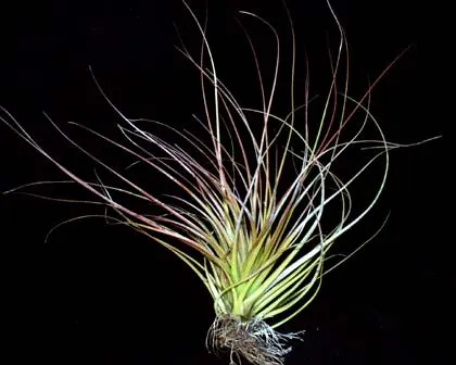 Tillandsia rodrigueziana hybrid