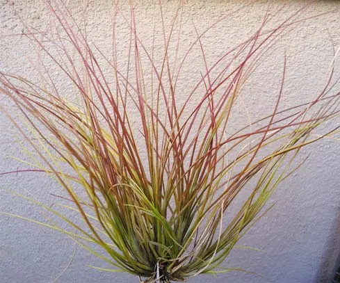 Tillandsia setacea