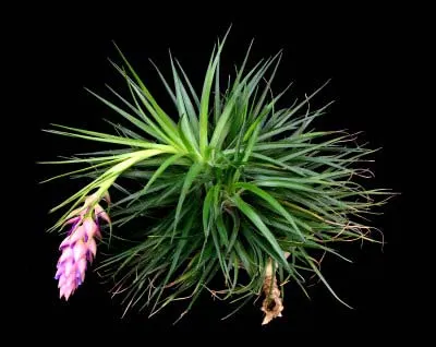Tillandsia stricta (Green form)