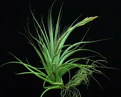 Tillandsia vernicosa hybrid