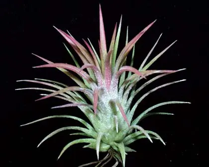 Tillandsia ionantha selecta 'Large'