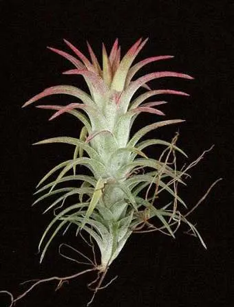 Tillandsia ionantha vanhyningii