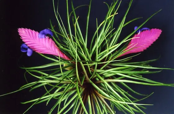 Tillandsia cyanea