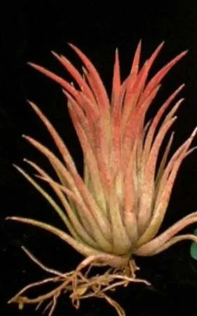 Tillandsia ionantha 'Tall Velvet'