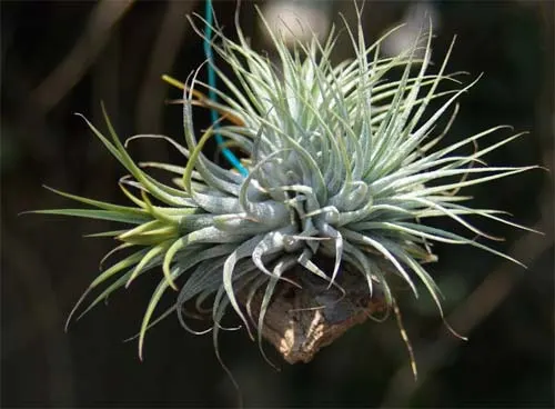 Tillandsia ionantha var. stricta