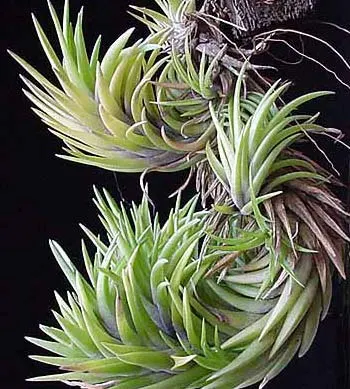 Tillandsia neglecta