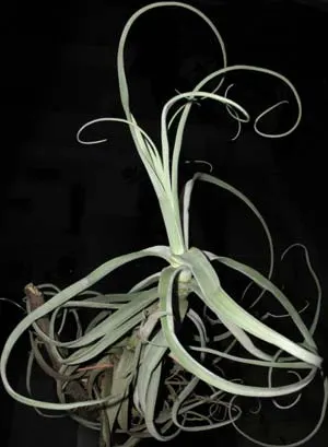 Tillandsia streptocarpa mini