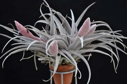 Tillandsia chiapensis