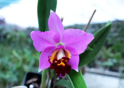Brassolaeliocattleya Haw Yuan Beauty 'Hong' x Brassavola digbyana 'Uncle Pig'
