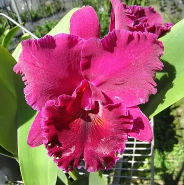 Brassolaeliocattleya Sanyang Ruby 'Tzeng-Wen Rainbow' x Brassolaeliocattleya Golf Pink