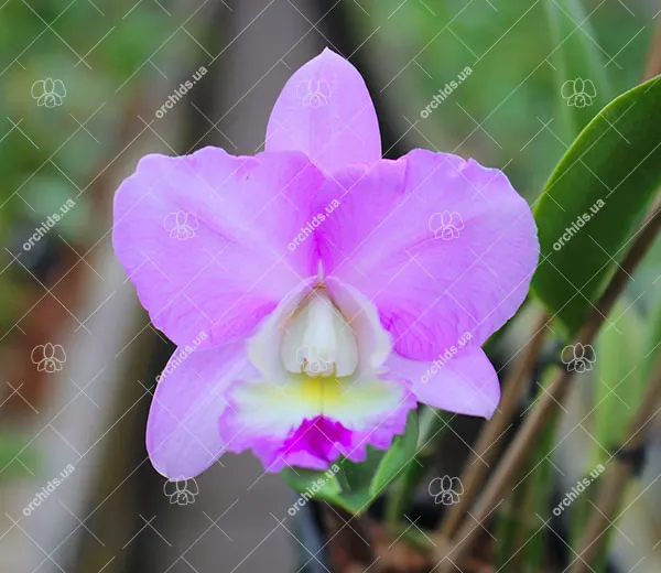 Laeliocattleya Sagarik Wax 'Silk Ball' x Sophrolaeliocattleya Aloha Jewel 'Ho May'