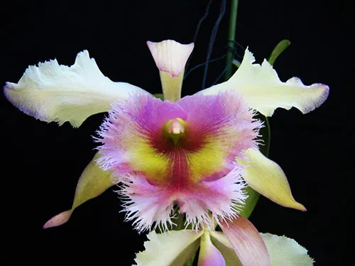 Brassolaeliocattleya Mystic Isles 'Island Mystic' x Brassocattleya Golf Green 'Hair Pig'