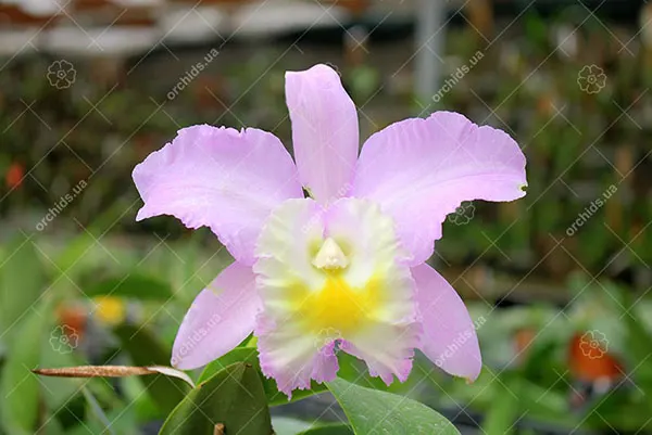 Cattleya walkeriana var alba x Brassocattleya Mount Hood 'Mary'