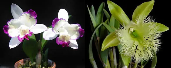 Laeliocattleya Haw Yuan Angel 'Small Beauty' x Brassavola digbyana 'Mr. Pig'