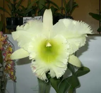 Brassolaeliocattleya Ports of Paradise x Brassolaeliocattleya Suan Puttan 'Pei' x Brassavola digbyana 'Mr. Pig'