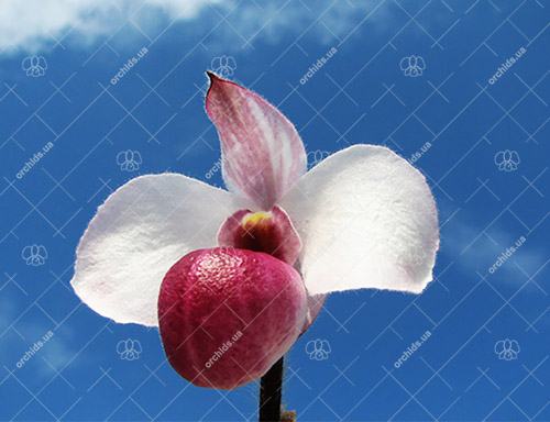 Paphiopedilum delenatii vinicolor