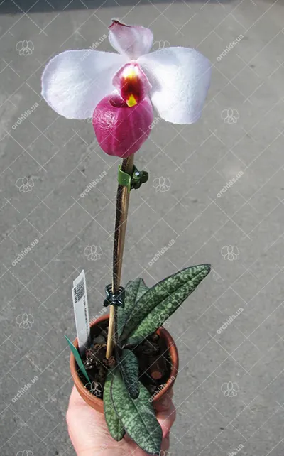 Paphiopedilum delenatii vinicolor